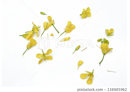 Mustard flower isolated on white background Mustard flower isolated on white background 138985962