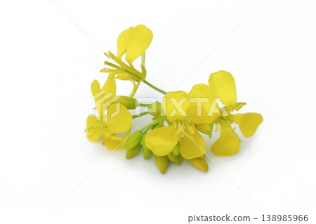 Mustard flower isolated on white background 138985966