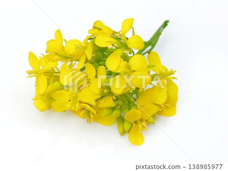 Mustard flower isolated on white background 138985977