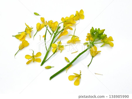 Mustard flower isolated on white background 138985990