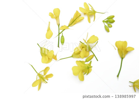 Mustard flower isolated on white background 138985997