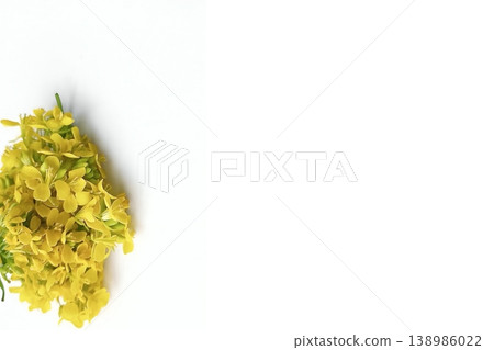 Mustard flower isolated on white background 138986022