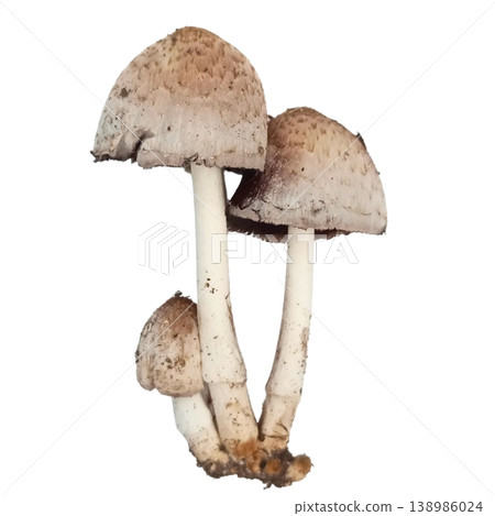 Mushroom isolated on white background Mushroom isolated on white background 138986024