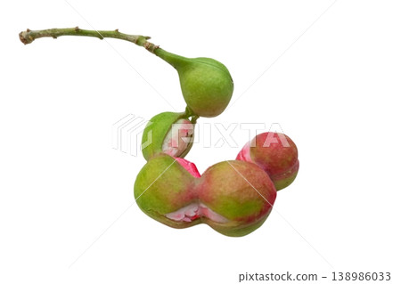 Pithecellobium isolated on white background Pithecellobium isolated on white background 138986033