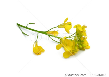Mustard flower isolated on white background Mustard flower isolated on white background 138986065