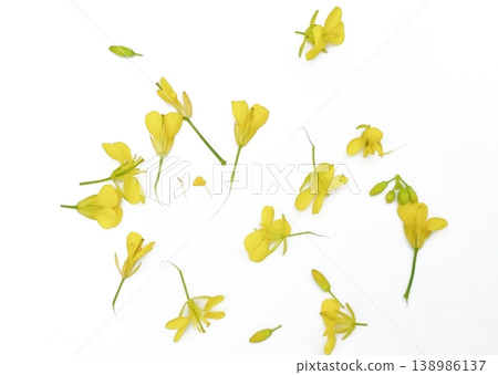 Mustard flower isolated on white background Mustard flower isolated on white background 138986137