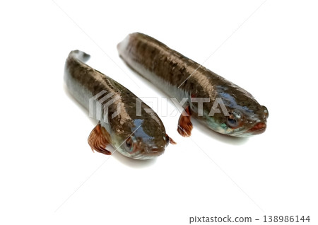Shoal fish isolated on white background 138986144