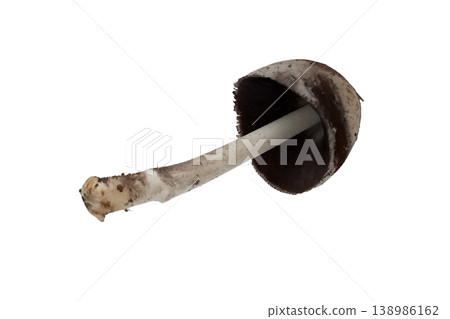 Mushroom isolated on white background 138986162