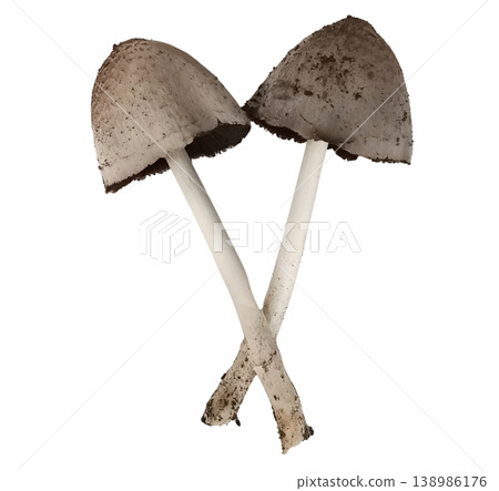 Mushroom isolated on white background 138986176