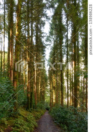 Green foliage lines a serene forest trail bathed in gentle sunlight. Green foliage lines a serene forest trail bathed in gentle sunlight. 138986228