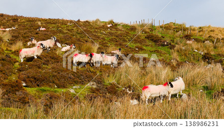 Flock of white sheep with black faces and red markings dot a rolling, grassy hillside. Some sheep stand, others rest among dry golden grass and green patches, under a bright, cloudy sky. Flock of white sheep with black faces and red markings dot a rolling, grassy hillside. Some sheep stand, others rest among dry golden grass and green patches, under a bright, cloudy sky. 138986231
