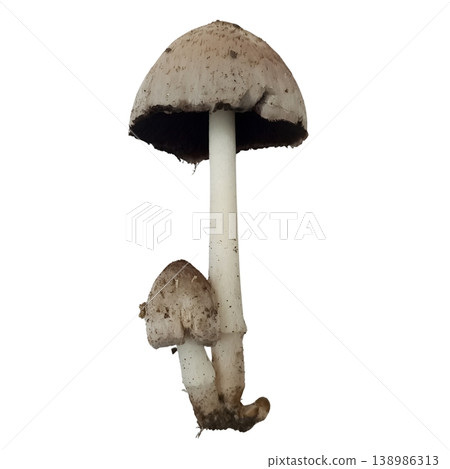 Mushroom isolated on white background Mushroom isolated on white background 138986313