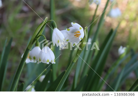 Snowdrop flowers, with their white petals and green spots at the tips, bloom in the spring fields. 138986366