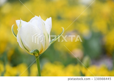 White tulip White tulip 138986445