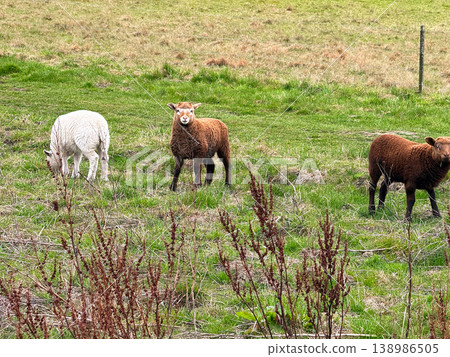 Flock of sheep feeding on grassy field. Flock of sheep feeding on grassy field. 138986505