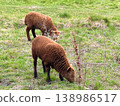 Sheep grazing on green meadow in countryside. 138986517
