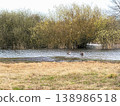 Wild geese on river in natural landscape. 138986518