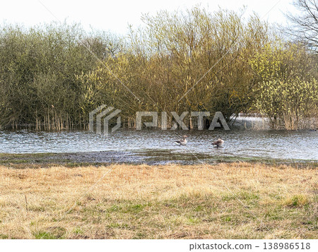 Wild geese on river in natural landscape. Wild geese on river in natural landscape. 138986518