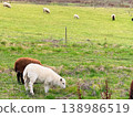 Sheep grazing on green meadow in countryside. 138986519