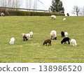 Sheep eating grass on farm pasture 138986520