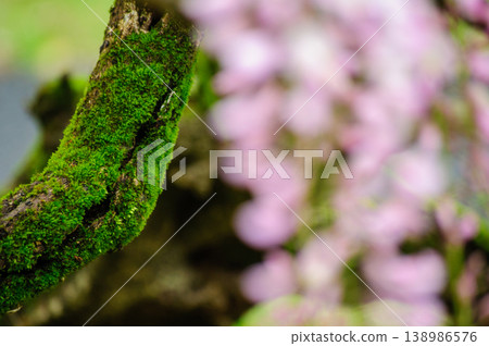 Moss-covered tree branches and the soft colors of spring Moss-covered tree branches and the soft colors of spring 138986576