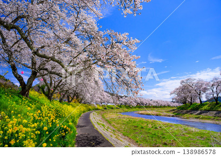 Natsui Senbonzakura: A spring landscape with cherry trees in full bloom, the clear waters of the Natsui River, and a clear blue sky. Ono Town, Fukushima Prefecture. Natsui Senbonzakura: A spring landscape with cherry trees in full bloom, the clear waters of the Natsui River, and a clear blue sky. Ono Town, Fukushima Prefecture. 138986578