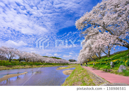 夏井千本櫻：春日美景，櫻花盛開，夏井川河水清澈，天空湛藍。福島縣小野町。 138986581