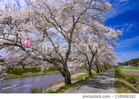 An endless tunnel of cherry blossoms: The Natsui Senbonzakura cherry trees in full bloom and the riverside promenade in Ono Town, Fukushima Prefecture. 138986582