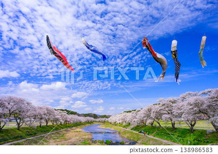 Carp streamers fluttering in the blue sky and the Natsui Senbonzakura cherry blossoms in full bloom: A vibrant spring scene in Fukushima Prefecture. Carp streamers fluttering in the blue sky and the Natsui Senbonzakura cherry blossoms in full bloom: A vibrant spring scene in Fukushima Prefecture. 138986583