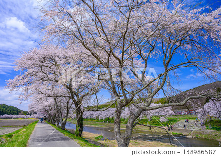 An endless tunnel of cherry blossoms: The Natsui Senbonzakura cherry trees in full bloom and the riverside promenade in Ono Town, Fukushima Prefecture. An endless tunnel of cherry blossoms: The Natsui Senbonzakura cherry trees in full bloom and the riverside promenade in Ono Town, Fukushima Prefecture. 138986587