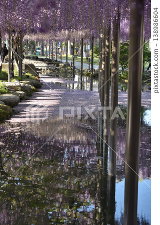 Tsushima Tenno River Park: Wisteria and the Tenno River (Tsushima City, Aichi Prefecture) Tsushima Tenno River Park: Wisteria and the Tenno River (Tsushima City, Aichi Prefecture) 138986604