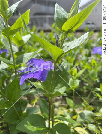 【豎圖】春日陽光下盛開的艷麗紫色長春花。 【豎圖】春日陽光下盛開的艷麗紫色長春花。 138986734