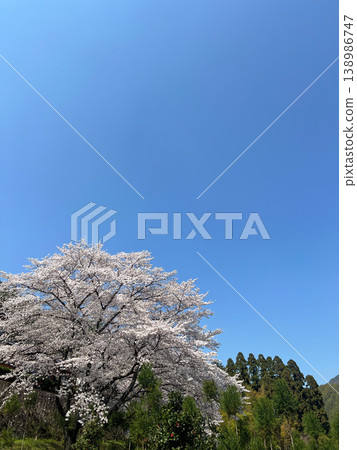 A clear blue sky and a single cherry tree in full bloom – spring in the countryside. A clear blue sky and a single cherry tree in full bloom – spring in the countryside. 138986747