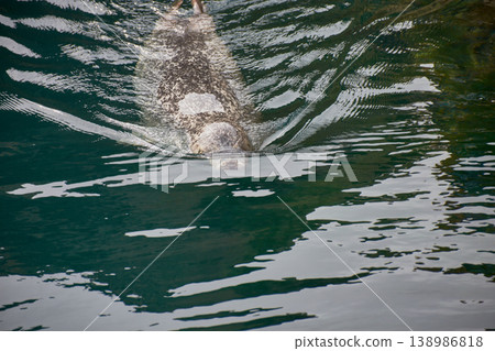 Common seal swimming in the outdoor saltwater pool at the Aquarium Finisterrae in A Coruna. 138986818