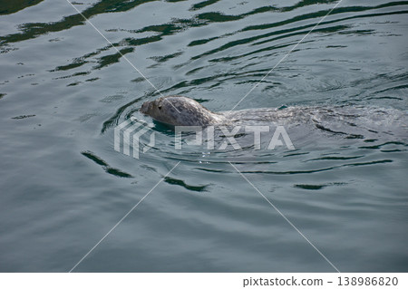Common seal swimming in the outdoor saltwater pool at the Aquarium Finisterrae in A Coruna. 138986820