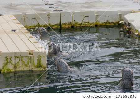 Common seal swimming in the outdoor saltwater pool at the Aquarium Finisterrae in A Coruna. 138986833