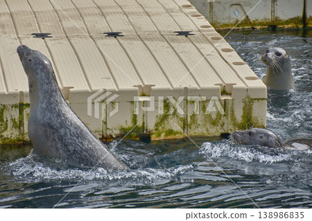 Common seal swimming in the outdoor saltwater pool at the Aquarium Finisterrae in A Coruna. 138986835