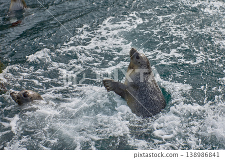 Common seal swimming in the outdoor saltwater pool at the Aquarium Finisterrae in A Coruna. Common seal swimming in the outdoor saltwater pool at the Aquarium Finisterrae in A Coruna. 138986841