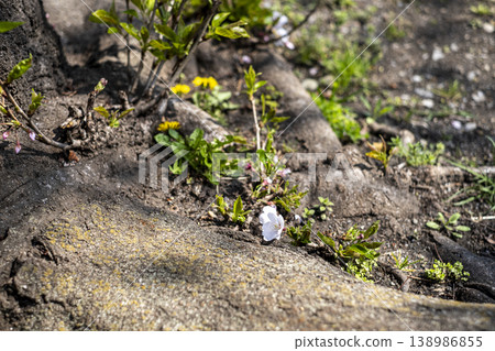 A single cherry blossom blooming near the roots. A single cherry blossom blooming near the roots. 138986855