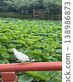 Lotus leaves and pigeons at Genji Pond in Hatage Benzaiten Shrine, Kamakura, Kanagawa Prefecture. 138986873