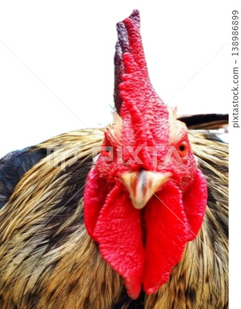 Rooster head isolated on white background Rooster head isolated on white background 138986899