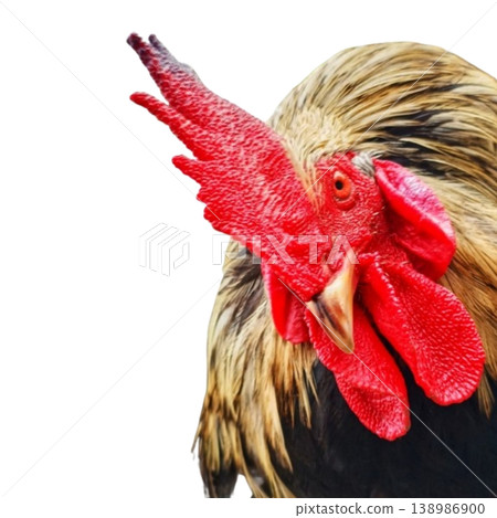 Rooster head isolated on white background Rooster head isolated on white background 138986900