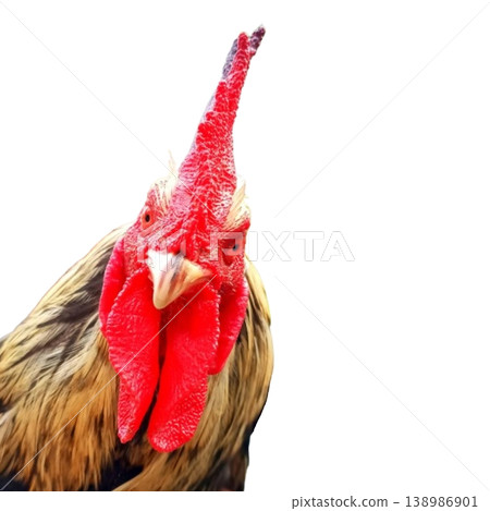 Rooster head isolated on white background Rooster head isolated on white background 138986901