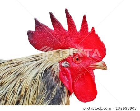 Rooster head isolated on white background Rooster head isolated on white background 138986903