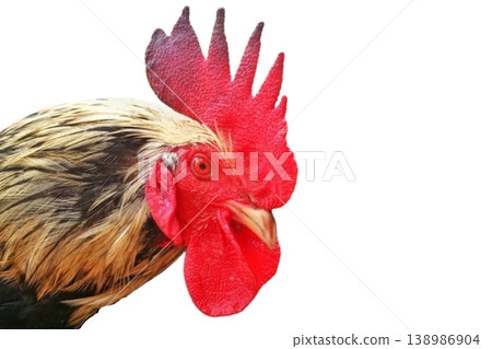 Rooster head isolated on white background Rooster head isolated on white background 138986904