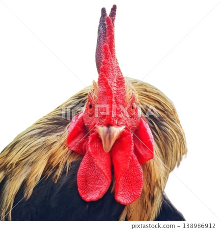 Rooster head isolated on white background 138986912