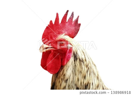 Rooster head isolated on white background Rooster head isolated on white background 138986918