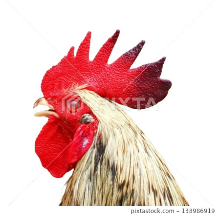 Rooster head isolated on white background Rooster head isolated on white background 138986919