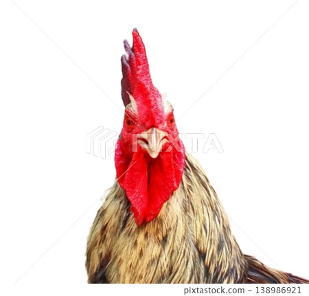 Rooster head isolated on white background 138986921