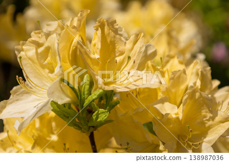 Close-up photo of yellow azaleas Close-up photo of yellow azaleas 138987036